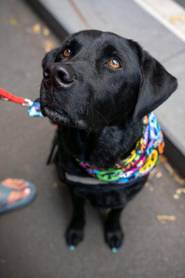 PWDA assistance animals In Focus at Mardi Gras
